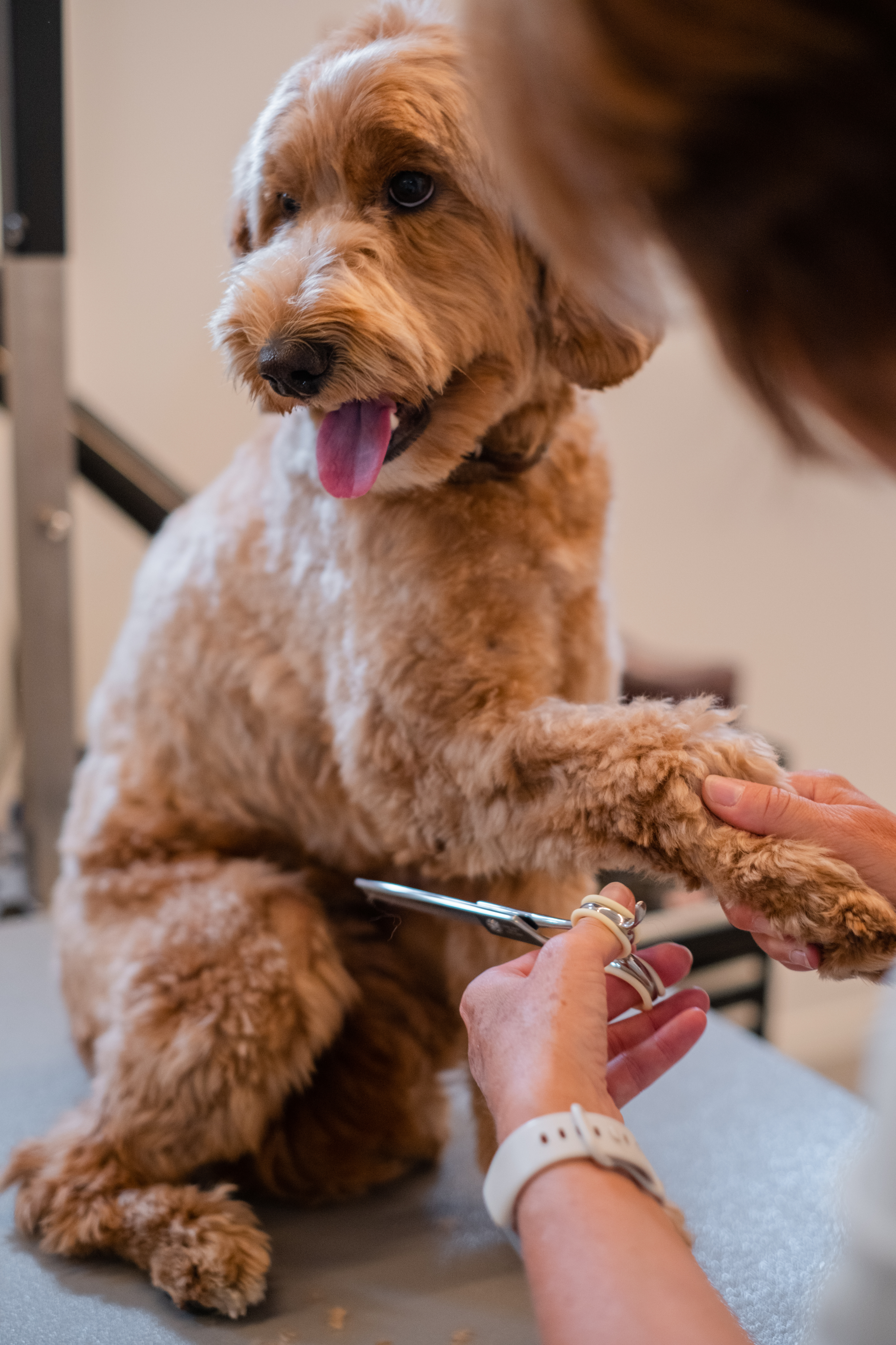 Close-up van een hond tijdens de verzorging